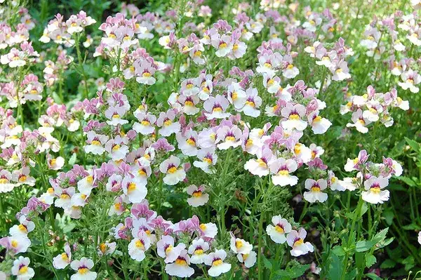 Nemesia, representative plant