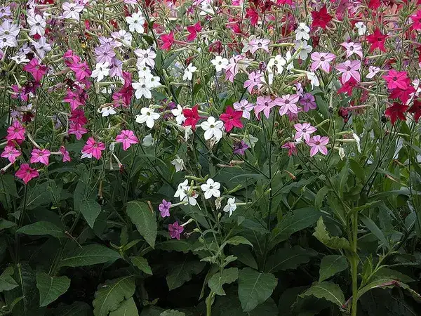 Flowering tobacco, representative plant