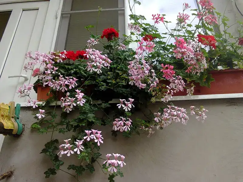 Ivy geranium, representative plant