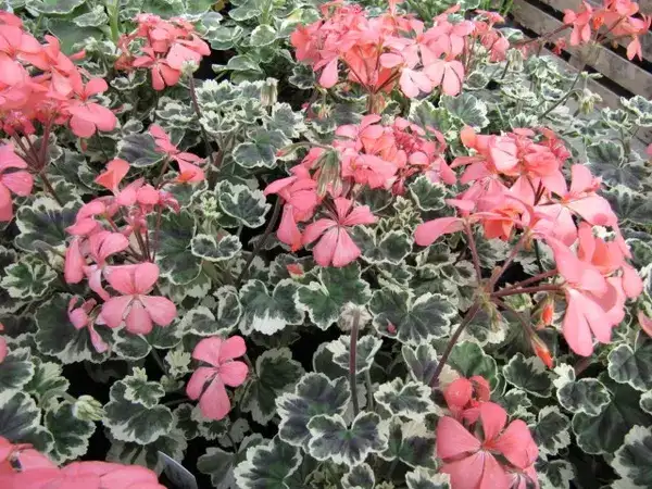 Zonal geranium, representative plant