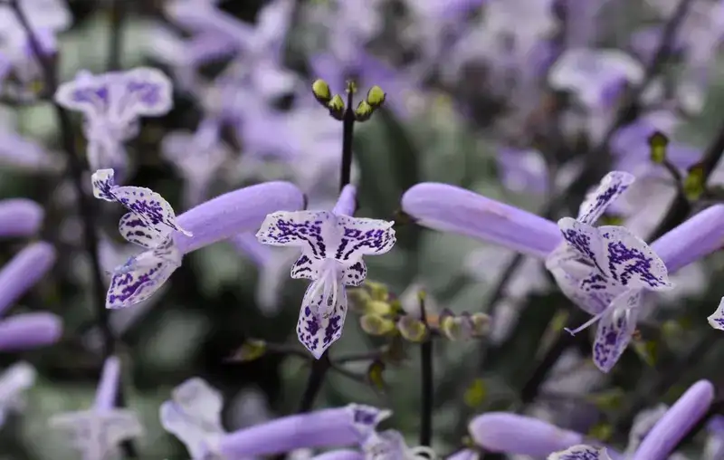 Mona Lavender spur flower, representative plant