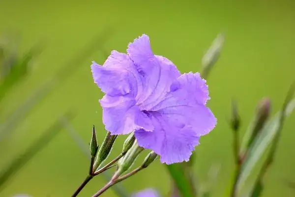 Mexican petunia, representative plant