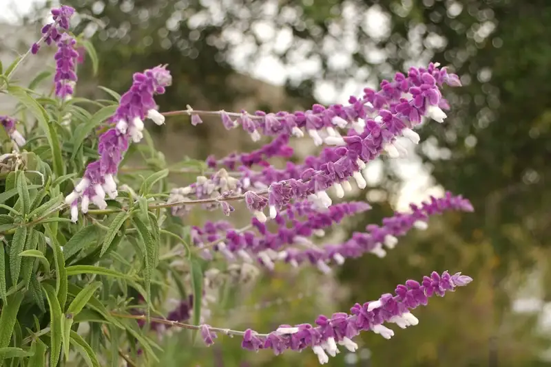 Arching Mexican bush sage spikes with purple calyces and white flowers