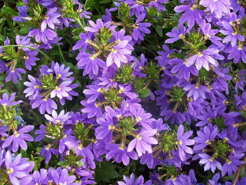 Fan flower, representative plant