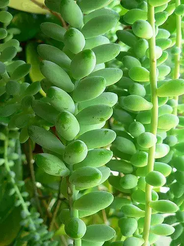 Burro’s tail, representative plant