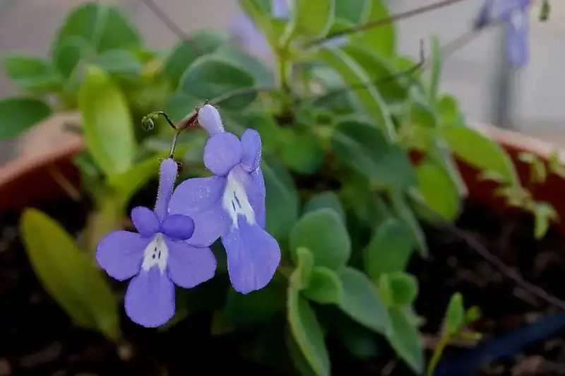 Streptocarpella / false African violet, representative plant