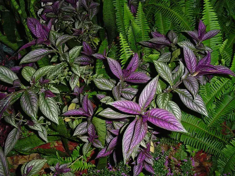 Persian shield, representative plant