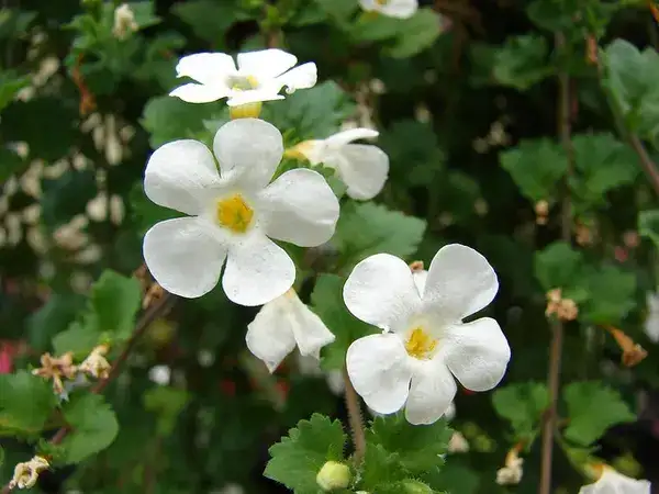 Bacopa, representative plant