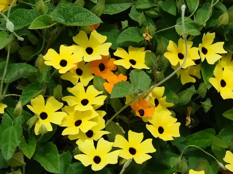 Black-eyed Susan vine, representative plant