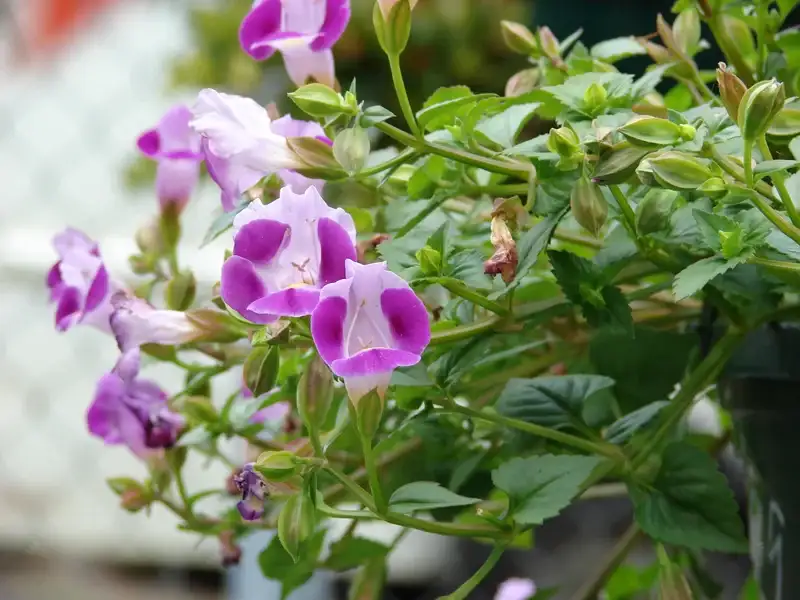 Purple and white wishbone flowers on a trailing hanging-basket plant