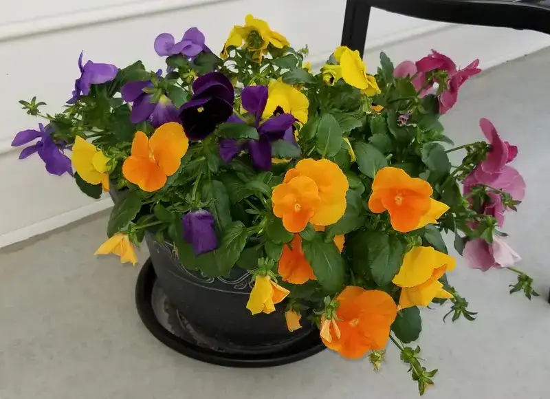 Pansy, representative plant