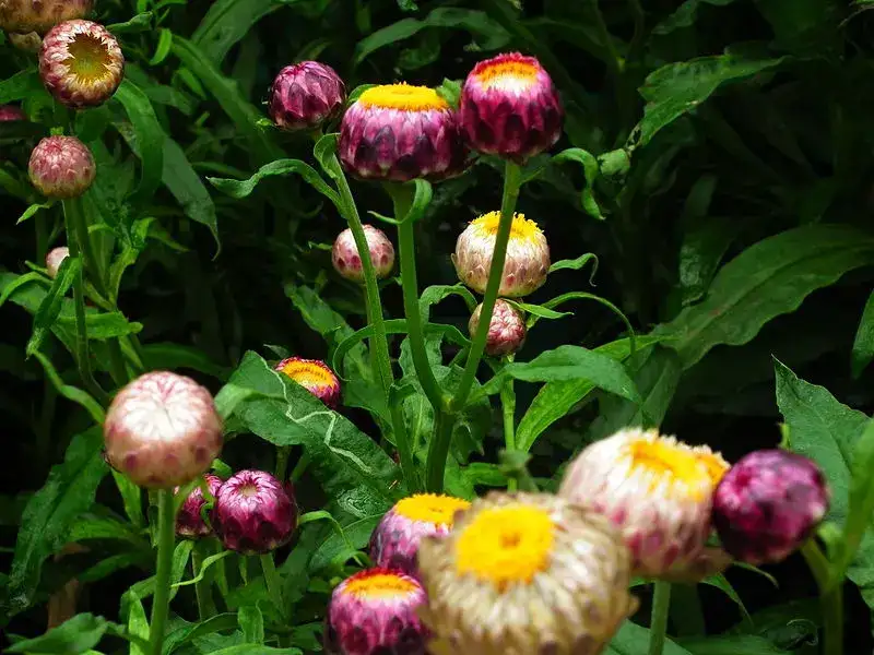 Strawflower, representative plant