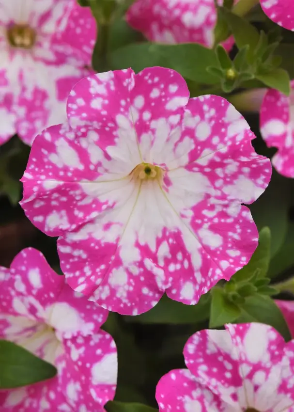 Headliner™ Light Pink Sky petunia ('KLEPH22597')