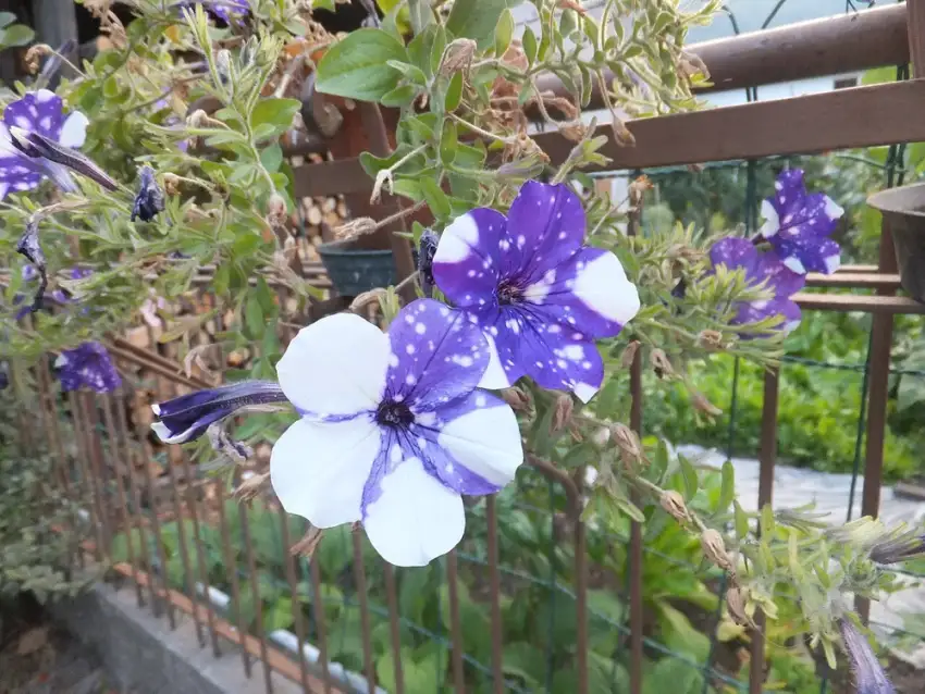Purple Headliner™ Night Sky® petunia flower splashed with white spots