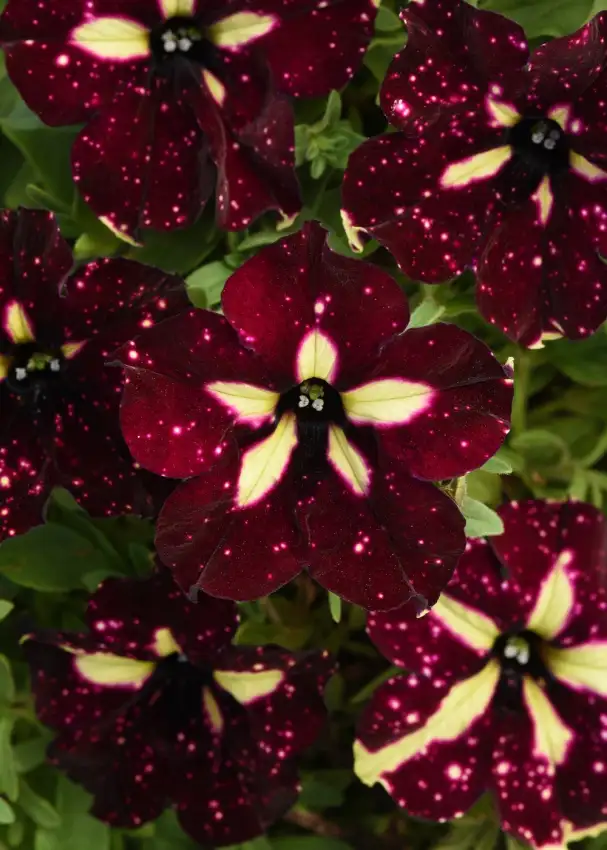 Headliner™ Starry Sky Burgundy petunia ('KLEPH18389')