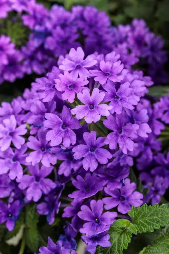 Blue-purple Superbena® Cobalt™ verbena flowers; formerly sold as Imperial Blue