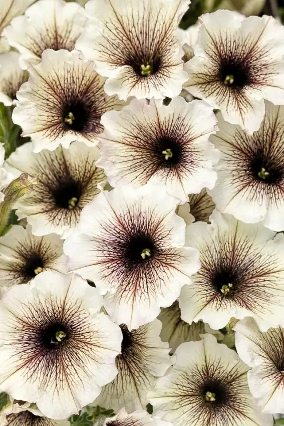 Supertunia® Latte™ petunia, flowers and foliage