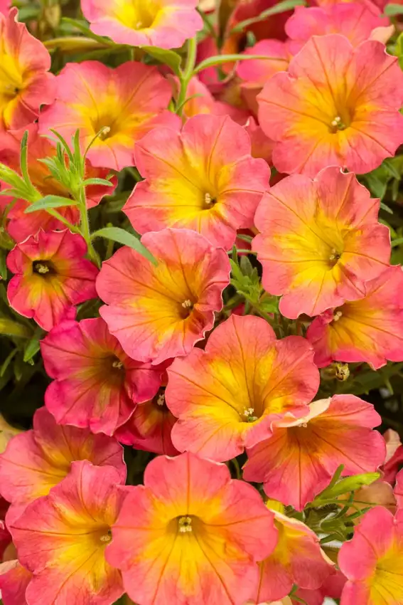 Supertunia® Persimmon petunia, flowers and foliage