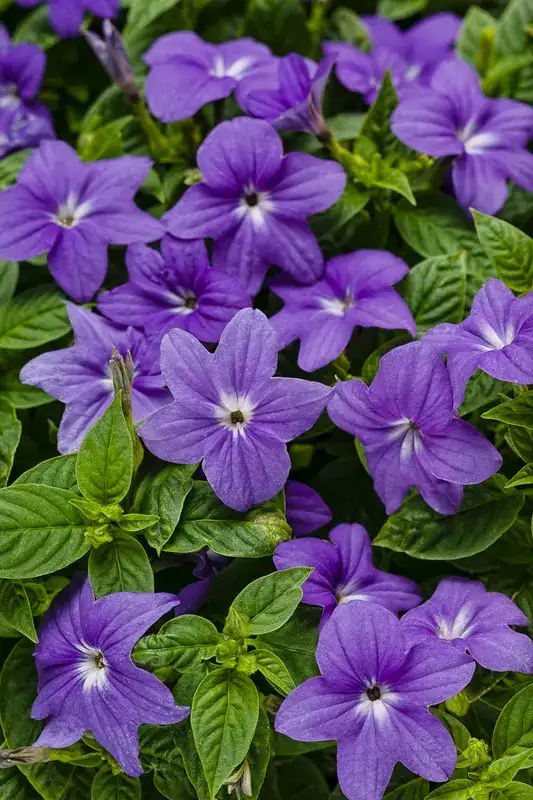 Endless™ Illumination bush violet, flowers and foliage