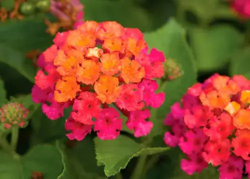 Bandana Cherry Sunrise selection, representative of Lantana