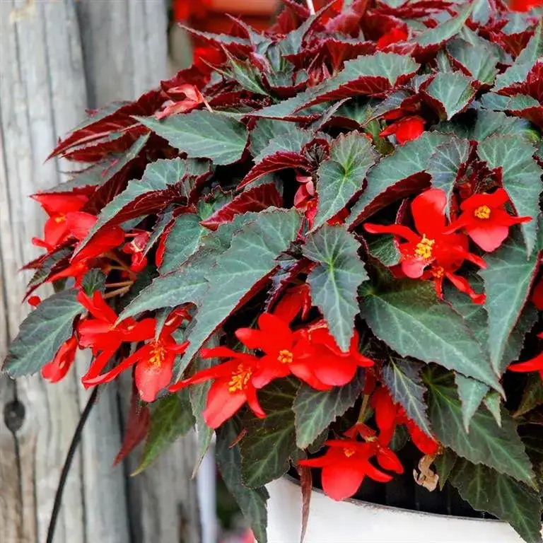 Summerwings® Dark Elegance begonia, flowers and foliage