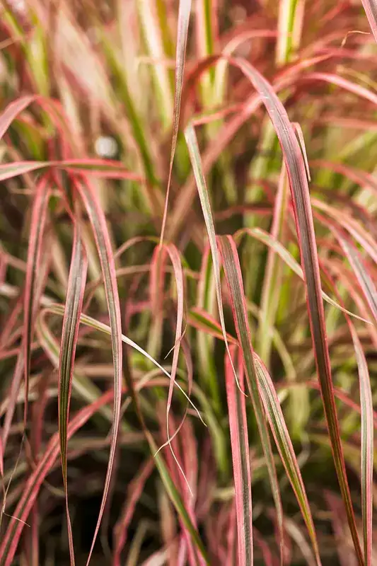 Fireworks variegated red fountain grass, pink, red and cream foliage