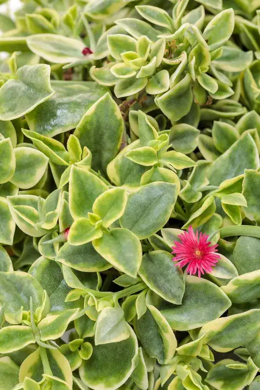 Mezoo™ Trailing Red livingstone daisy, flowers and foliage