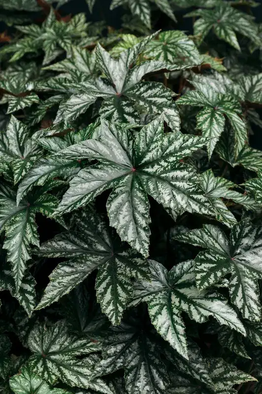 Pegasus® begonia, broad silver-patterned foliage