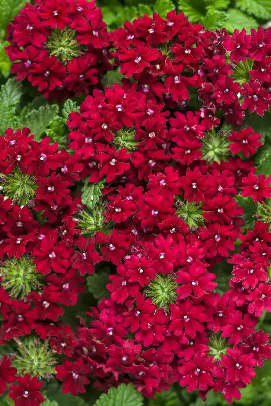 Superbena Royale Romance selection, representative of Garden verbena