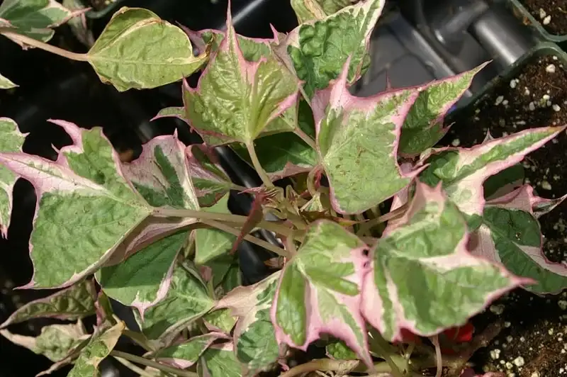 Tricolor ornamental sweet potato vine with green, cream, and pink leaves