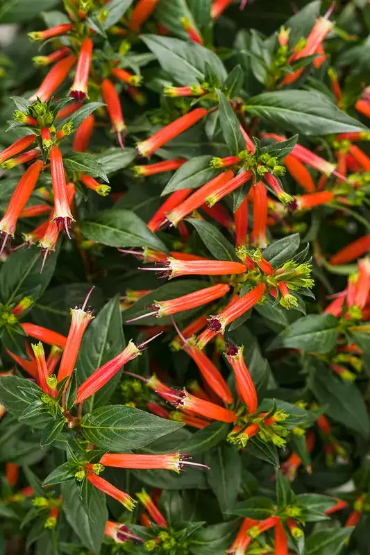 Vermillionaire® firecracker plant, flowers and foliage
