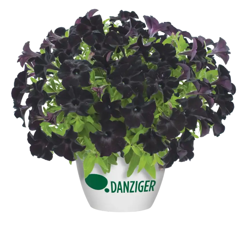 Near-black Black Ray™ petunia flowers on a mounded plant