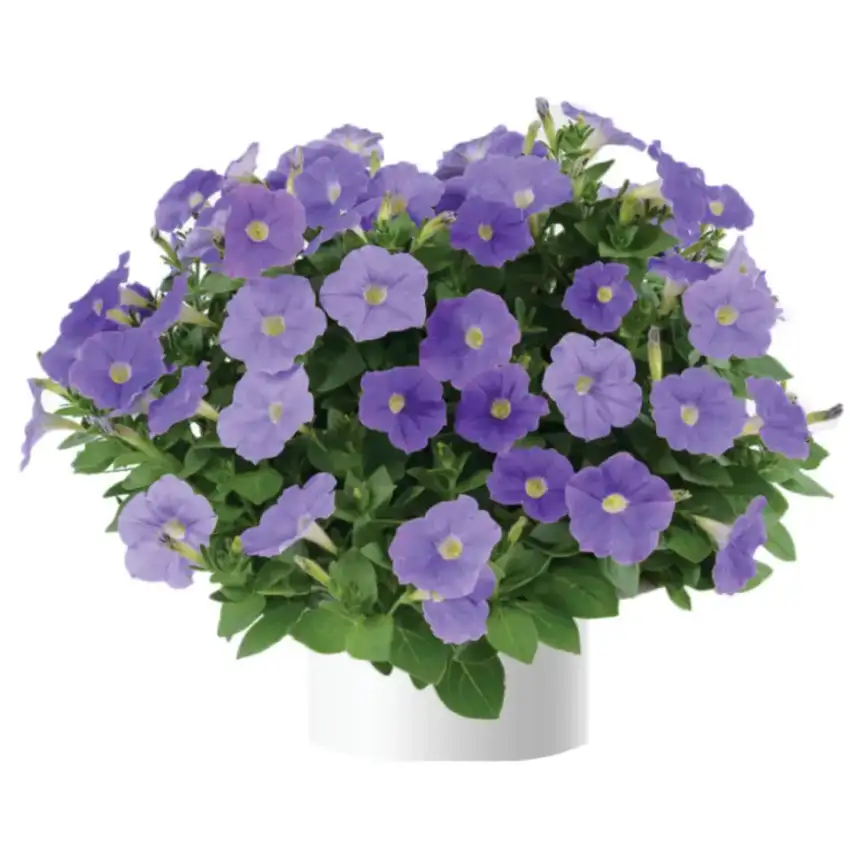 Blue-violet Classic Blue Ray™ petunia flowers in a container