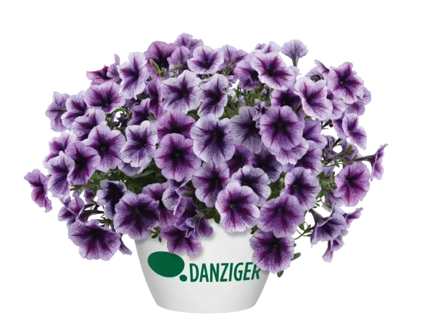 Pale Purple Vein Ray™ petunia flowers with dark purple veins