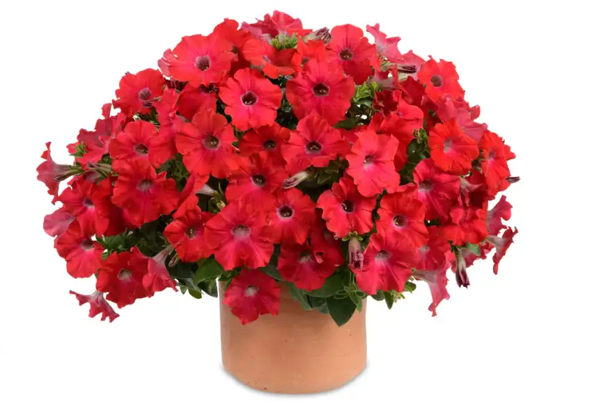 RAY Red petunia with abundant red flowers