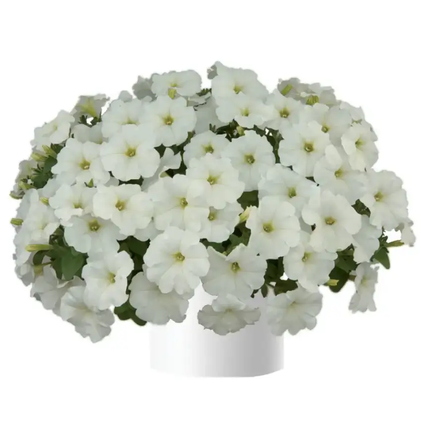White Ray™ petunia flowers on a compact mounded plant