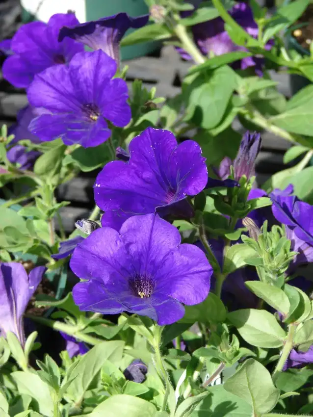 Purple petunia flowers illustrating the color of Supertunia® Royal Velvet®; exact cultivar not confirmed in this photo
