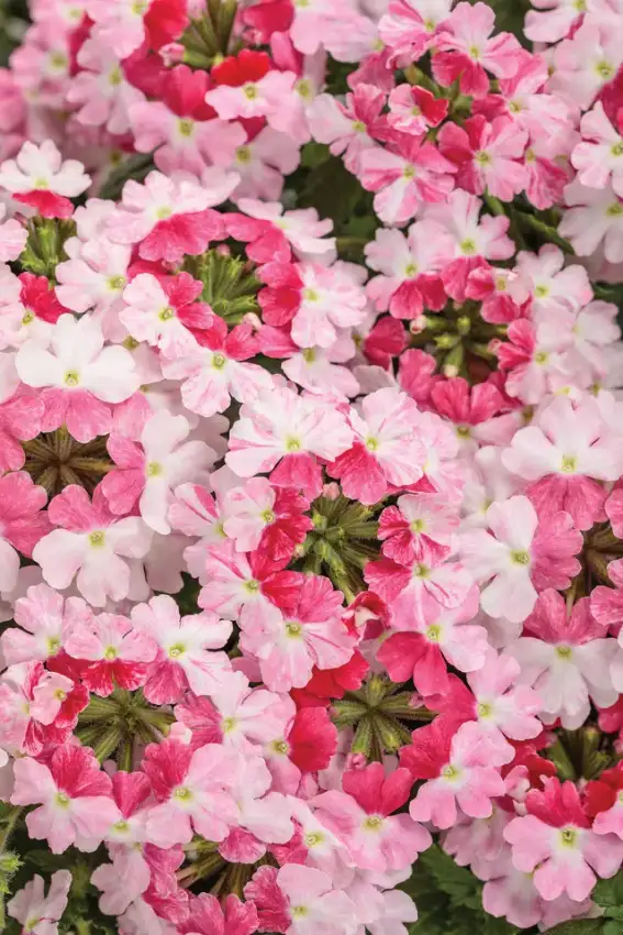 Superbena® Sparkling® Rosé verbena, flowers and foliage