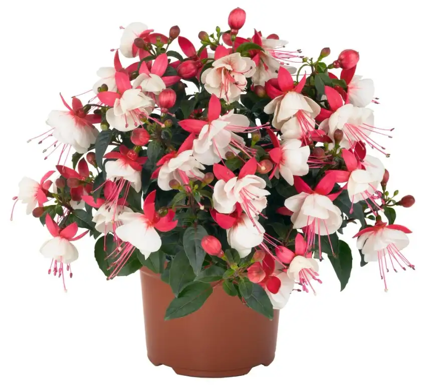 Arêtes® Upright Arroyo Grande fuchsia ('Arroyo Grande')