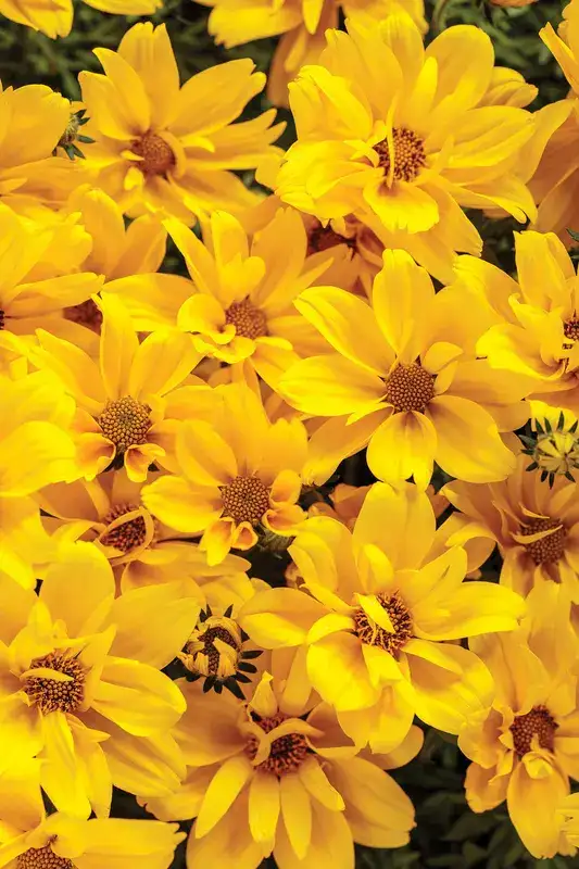 Bidens / beggar’s ticks, plant photograph