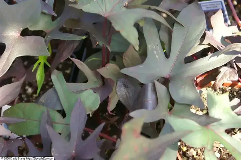 Blackie sweet potato vine with deeply lobed, dark purple foliage