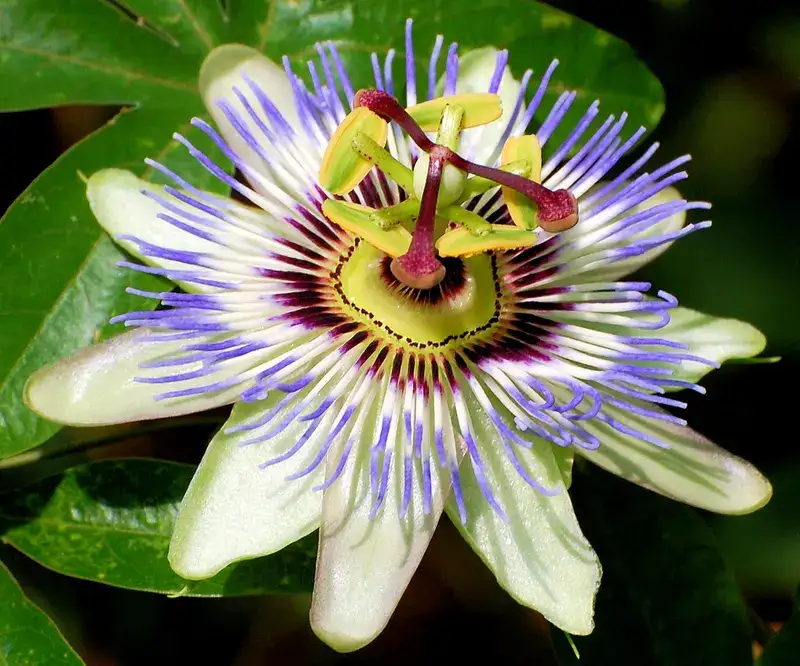 Blue passionflower with white petals and a blue-purple filament ring