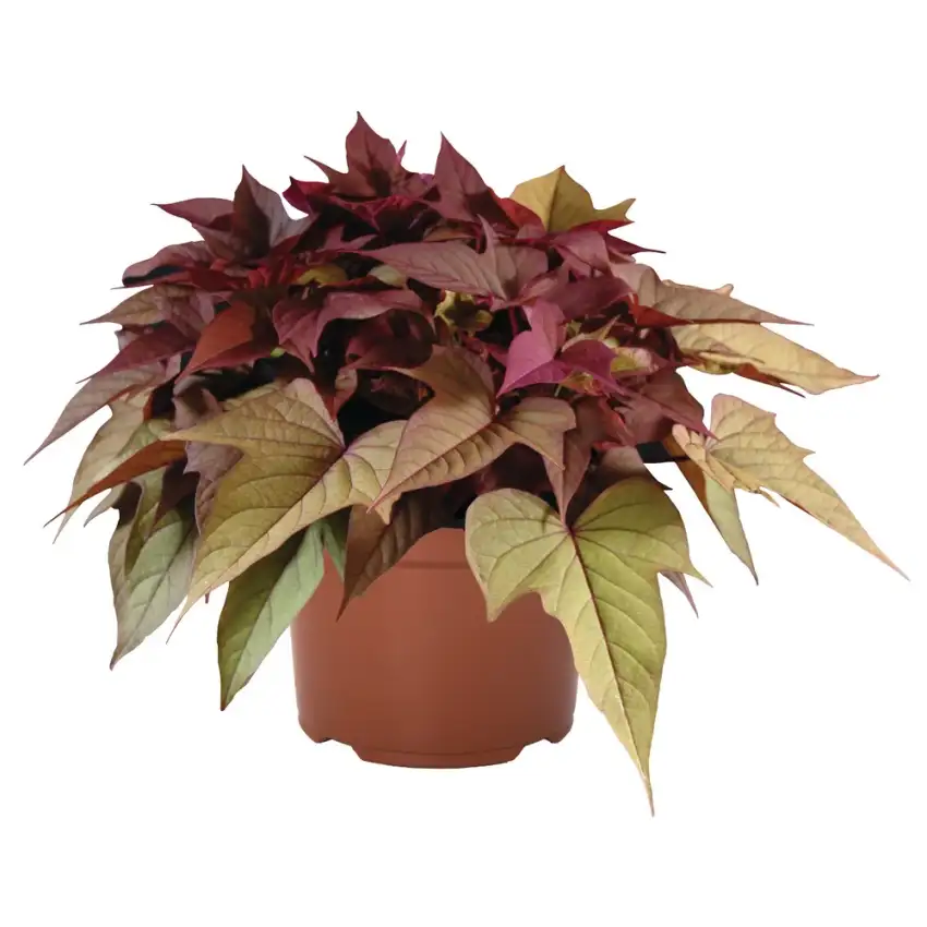 Bright Ideas® Rusty Red sweet potato vine, rust-red lobed leaves