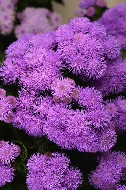Bumble™ Blue floss flower, flowers and foliage