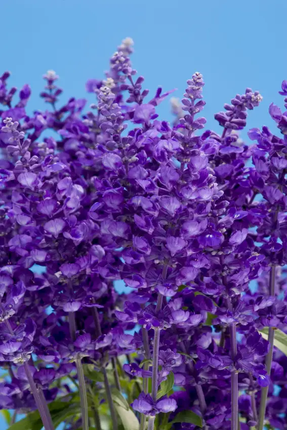 Salvia farinacea Cathedral® Deep Blue, blue-purple flower spikes