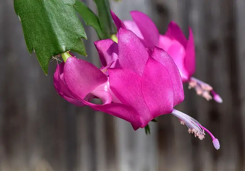 Representative Christmas cactus with bright magenta flowers and segmented green stems