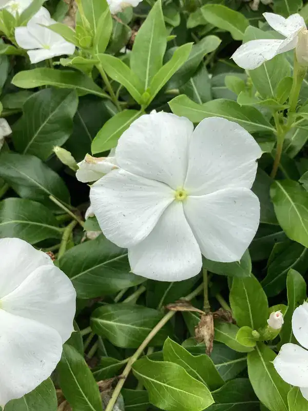 Cora® Cascade trailing vinca, flowers and foliage
