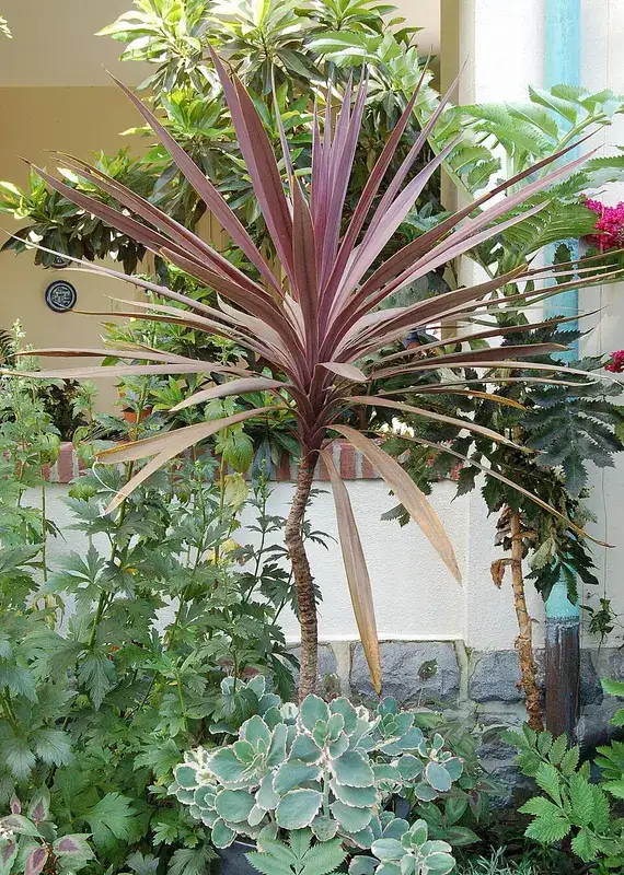 Red Sensation cabbage palm, plant photograph