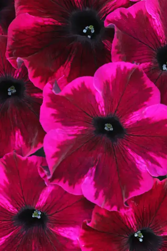 Crazytunia Cosmic Purple petunia with burgundy-purple petals edged magenta
