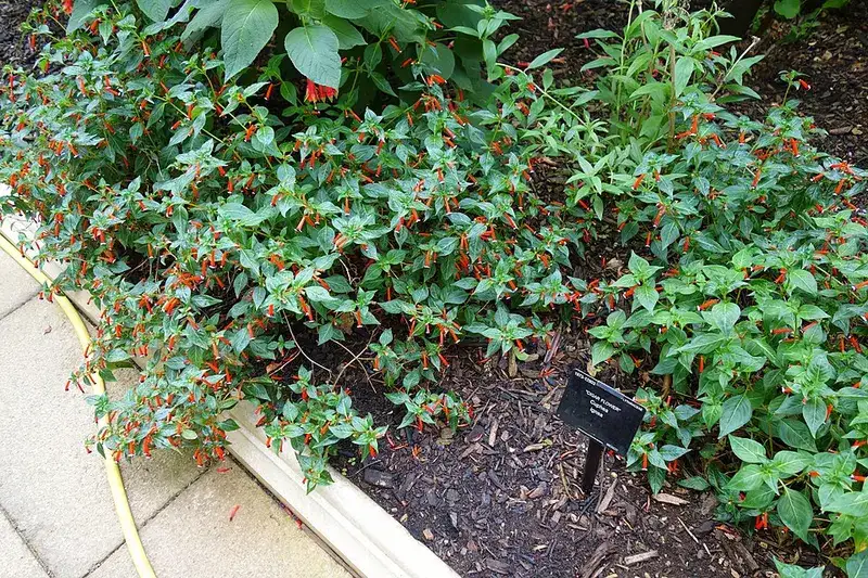 Cigar plant with numerous red-orange tubular flowers